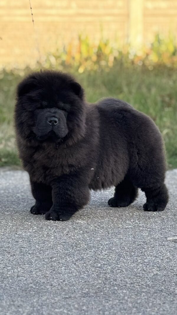 Shadow Chow-Chow Shadow Chow-Chow