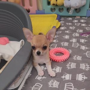 Skif Chihuahua Skif Chihuahua