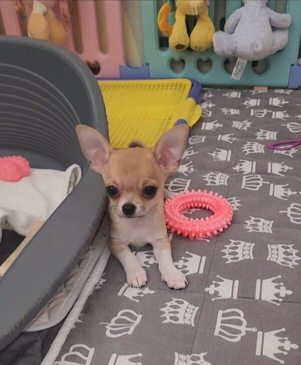 Skif Chihuahua Skif Chihuahua