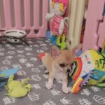 Skif-male-chihuahua-puppy-for-sale-1 (2)