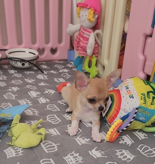 Skif Chihuahua Skif Chihuahua