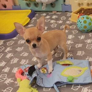 Skif Chihuahua Skif Chihuahua