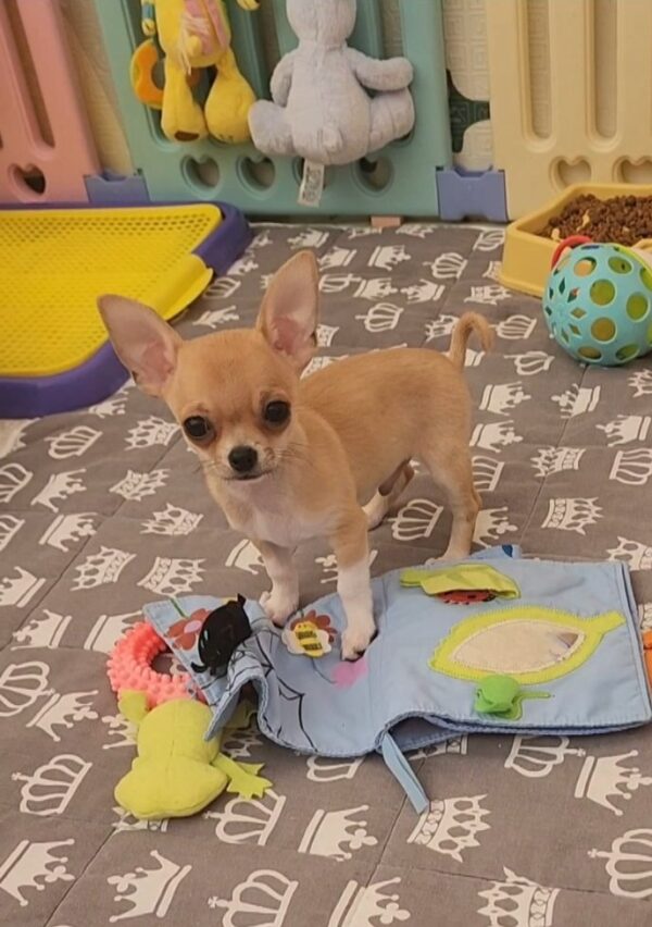 Skif Chihuahua Skif Chihuahua