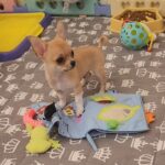 Skif-male-chihuahua-puppy-for-sale-1 (4)