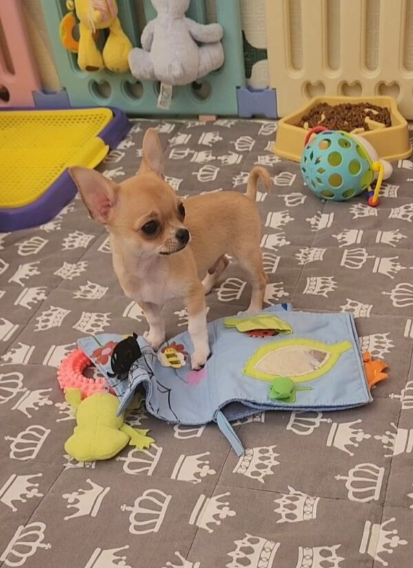 Skif Chihuahua Skif Chihuahua