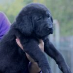 Solla-female-Central-Asian-Shepherd-Dog-puppy-for-sale-1