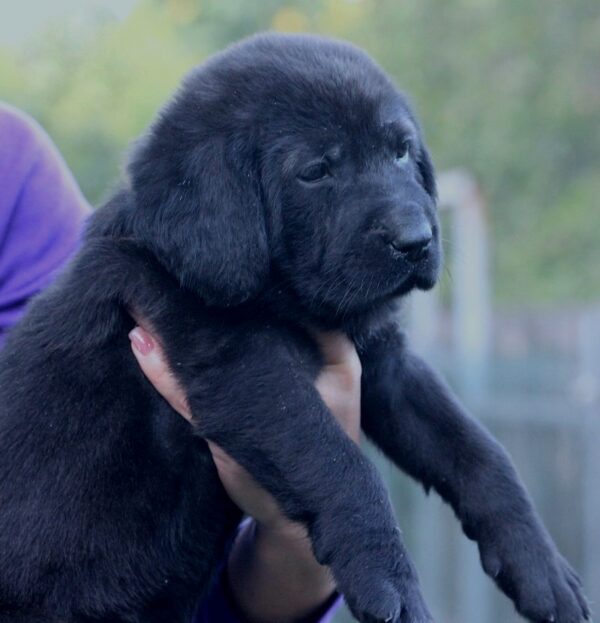Solla Central Asian Shepherd Dog Solla Central Asian Shepherd Dog