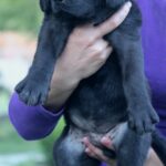 Solla-female-Central-Asian-Shepherd-Dog-puppy-for-sale-2
