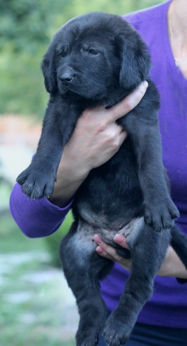 Solla Central Asian Shepherd Dog Solla Central Asian Shepherd Dog