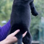 Solla-female-Central-Asian-Shepherd-Dog-puppy-for-sale-3