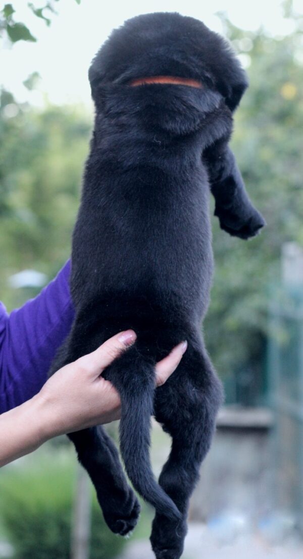 Solla Central Asian Shepherd Dog Solla Central Asian Shepherd Dog