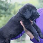 Solla-female-Central-Asian-Shepherd-Dog-puppy-for-sale-4
