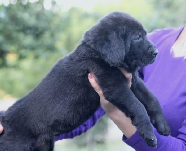 Solla Central Asian Shepherd Dog Solla Central Asian Shepherd Dog
