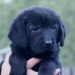 Solla-female-Central-Asian-Shepherd-Dog-puppy-for-sale-5