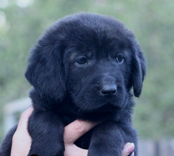 Solla Central Asian Shepherd Dog Solla Central Asian Shepherd Dog