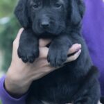 Solla-female-Central-Asian-Shepherd-Dog-puppy-for-sale-6