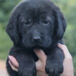 Solla-female-Central-Asian-Shepherd-Dog-puppy-for-sale-7
