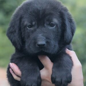 Solla Central Asian Shepherd Dog Solla Central Asian Shepherd Dog