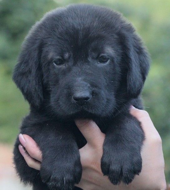 Solla Central Asian Shepherd Dog Solla Central Asian Shepherd Dog
