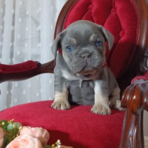 Solly French Bulldog Solly French Bulldog