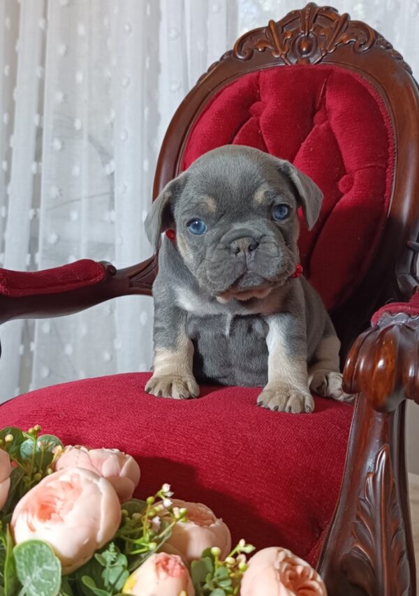 Solly French Bulldog Solly French Bulldog