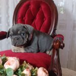 Solly-female-french-bulldog-puppy-for-sale-1 (2)