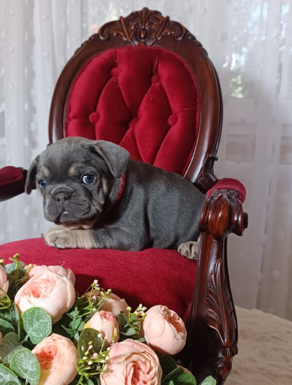 Solly French Bulldog Solly French Bulldog