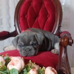 Solly-female-french-bulldog-puppy-for-sale-1 (3)