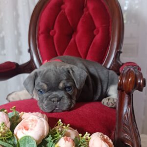Solly French Bulldog Solly French Bulldog