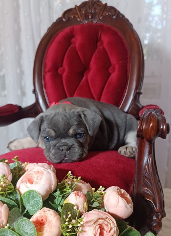 Solly French Bulldog Solly French Bulldog