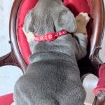 Solly-female-french-bulldog-puppy-for-sale-1 (4)