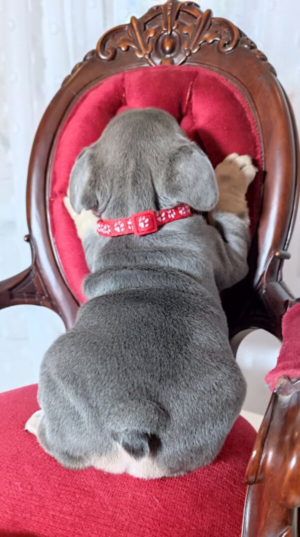 Solly French Bulldog Solly French Bulldog