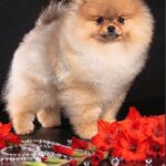 Sonia-female-Pomeranian puppy-for-sale-1