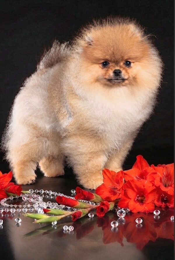 Sonia Pomeranian Sonia Pomeranian