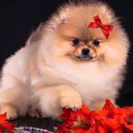 Sonia-female-Pomeranian puppy-for-sale-2