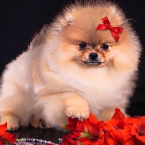 Sonia Pomeranian Sonia Pomeranian