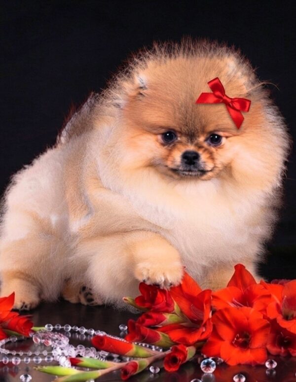 Sonia Pomeranian Sonia Pomeranian