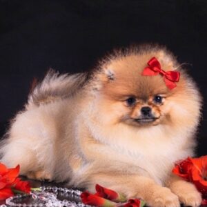Sonia Pomeranian Sonia Pomeranian