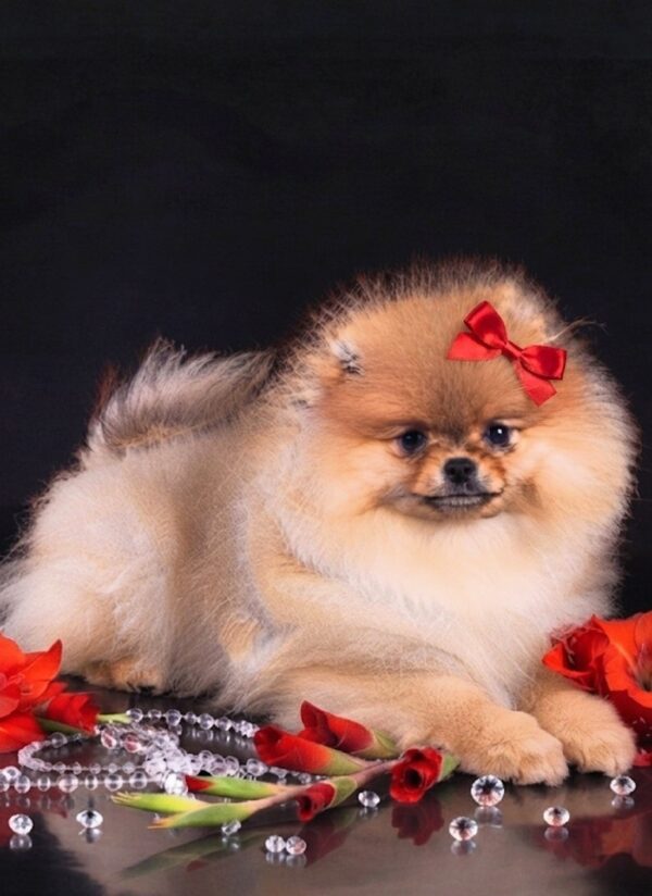 Sonia Pomeranian Sonia Pomeranian