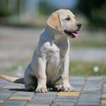 Spartak-male-labrador-retriver-puppy-for-sale-1 (1)