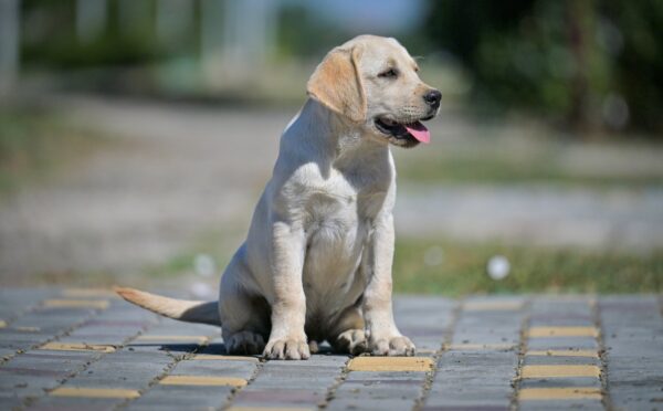 Spartak Labrador Retriever Spartak Labrador Retriever