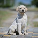 Spartak-male-labrador-retriver-puppy-for-sale-1 (2)