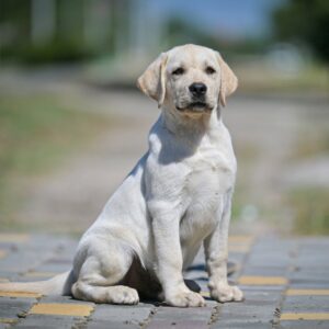 Spartak Labrador Retriever Spartak Labrador Retriever