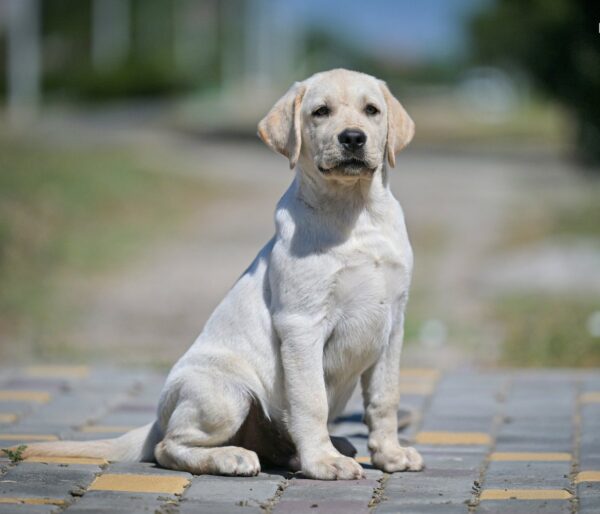 Spartak Labrador Retriever Spartak Labrador Retriever