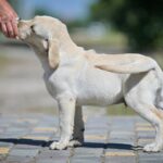 Spartak-male-labrador-retriver-puppy-for-sale-1 (3)