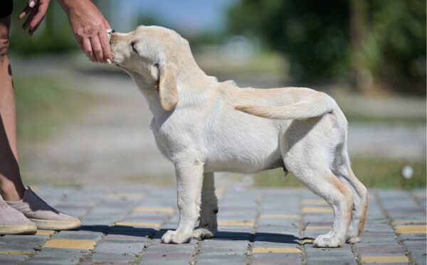 Spartak Labrador Retriever Spartak Labrador Retriever