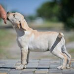 Spartak-male-labrador-retriver-puppy-for-sale-1 (4)