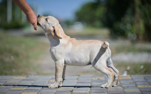 Spartak Labrador Retriever Spartak Labrador Retriever