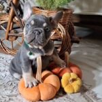Stoun-male-french-bulldog-puppy-for-sale-1 (1)