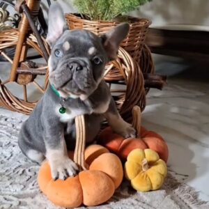 Stoun French Bulldog Stoun French Bulldog